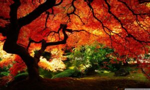 Download pretty fall wallpapers HD