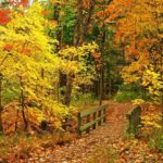 Top pretty fall wallpapers free Download