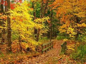 Top pretty fall wallpapers free Download