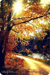 Top pretty fall wallpapers Download