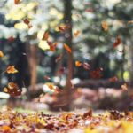 Top pretty fall wallpapers HD Download