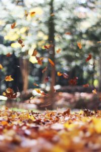 Top pretty fall wallpapers HD Download