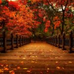 Top pretty fall wallpapers 4k Download