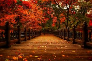 Top pretty fall wallpapers 4k Download