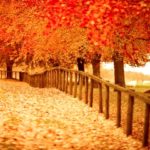 Top pretty fall wallpapers 4k Download