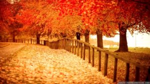 Top pretty fall wallpapers 4k Download