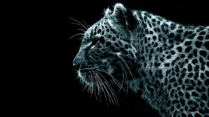 Top puma wallpaper Download