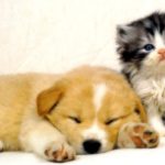 Top puppy and cat wallpaper 4k Download