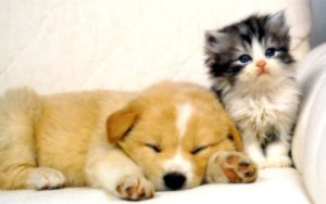 Top puppy and cat wallpaper 4k Download