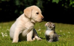 Download puppy and cat wallpaper HD