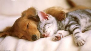 Top puppy and cat wallpaper 4k Download