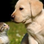 Top puppy and cat wallpaper HD Download