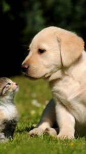 Top puppy and cat wallpaper HD Download