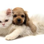 Download puppy and cat wallpaper HD