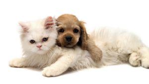 Download puppy and cat wallpaper HD