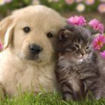 Top puppy and cat wallpaper Download