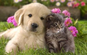 Top puppy and cat wallpaper Download