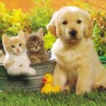 Top puppy and cat wallpaper HD Download