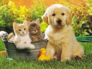 Top puppy and cat wallpaper HD Download