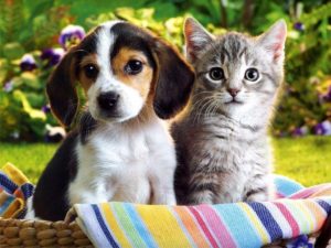 Download puppy and cat wallpaper HD