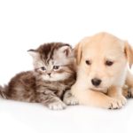 Top puppy and cat wallpaper free Download