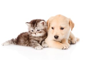 Top puppy and cat wallpaper free Download