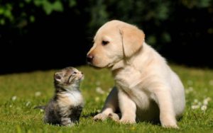 Download puppy and cat wallpaper HD