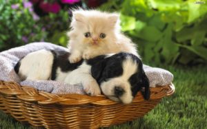 Top puppy and cat wallpaper 4k Download