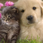 Top puppy and cat wallpaper 4k Download