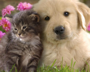 Top puppy and cat wallpaper 4k Download