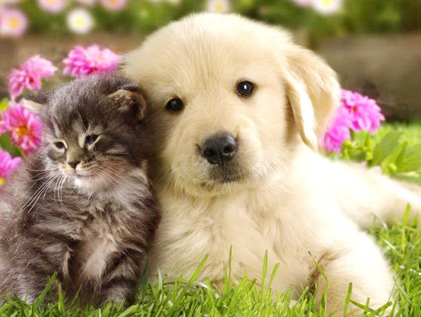 Download puppy and cat wallpaper HD