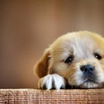 Top puppy laptop backgrounds 4k Download