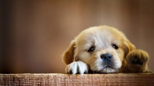 Top puppy laptop backgrounds 4k Download