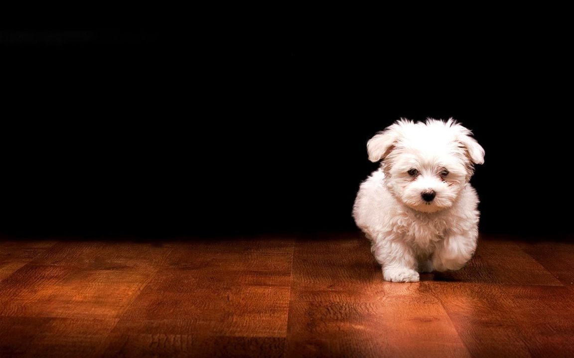 Download puppy laptop backgrounds HD