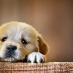 Top puppy laptop backgrounds Download