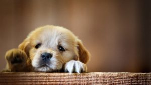 Top puppy laptop backgrounds Download