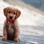 Top puppy laptop backgrounds HD Download