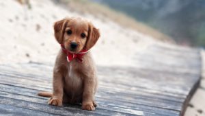 Top puppy laptop backgrounds HD Download