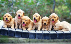 Top puppy laptop backgrounds 4k Download