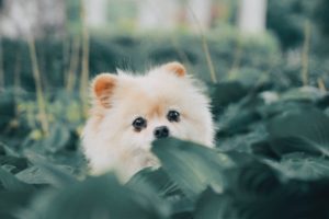 Top puppy laptop backgrounds 4k Download