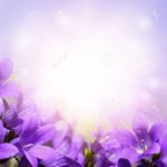 Download purple flower background HD