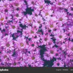 Top purple flower background 4k Download