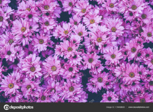 Top purple flower background 4k Download