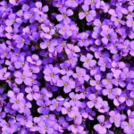 Download purple flower background HD