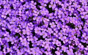 Download purple flower background HD