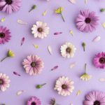 Download purple flower background HD
