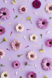 Download purple flower background HD