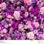 Download purple flower background HD