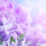 Top purple flower background 4k Download