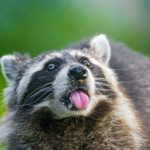 Top raccoon background 4k Download